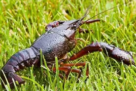 怎么预防小龙虾得病？小龙虾5种常见疾病及防治方法，值得了解下图片