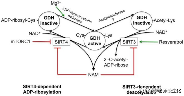 氨基酸的脱氨与氨基酸氧化酶