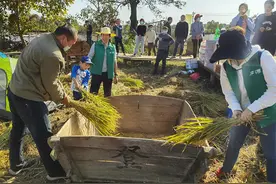 金秋时节，在潜口小镇看风吹麦浪稻田香图片