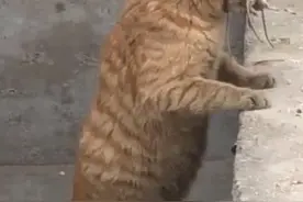 猫咪帮主人镇守粮仓，看到它下面的操作，网友直呼捉鼠界杠把子图片