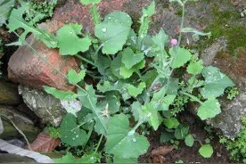 农村常见的野草，外形像蒲公英，嫩用是菜，晒干是药，你或许见过图片