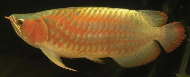 金龙鱼鱼鳞溶鳞传染别的鱼吗 金龙鱼鱼鳞溶鳞传染别的鱼吗