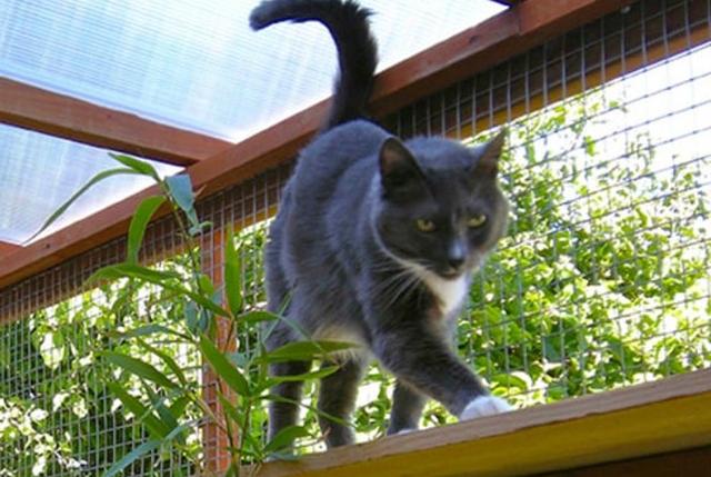猫咪逃跑了还会回来吗？铲屎官应该学会这些防止猫咪偷跑出去
