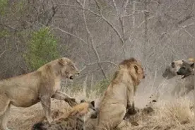 为什么老虎不吃狼，狮子不吃鬣狗？看完不禁赞叹真是聪明图片
