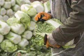 中国的蔬菜自由，发达国家也做不到图片