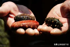 原来海参也有假的，买海鲜时，注意鉴别真假海参，避免再掉坑图片
