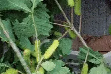 搞笑GIF:糖宝神兽:“我不要面子的吗？”图片