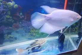 招财猫吞下吸盘怎么办图片