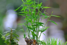 没院子也能养竹子？这2种竹子养在桌子上，枝繁叶茂，比花好看图片