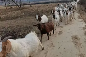 活羊22、羊肉43，羊贩子买活羊屠宰卖肉赚钱吗图片