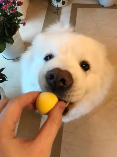 閾插睅瀹樹拱鐨勮繖6绉嶇嫍鐙楄惀鍏诲搧锛屽叏鏄櫤鍟嗙◣锛? onerror=