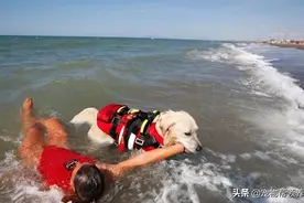 15岁女孩被海水卷走，面对汹涌的海浪，救生犬奋不顾身救援图片