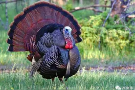 火鸡一词的由来，是怎么跟感恩节扯上关系的图片