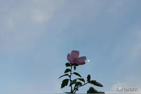 39岁女人：我和男闺蜜旅游半个月怀孕了，老公直接让我一无所有了图片