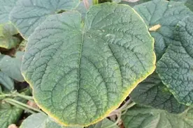 黄瓜镶金边是咋回事？从4个发病原因出发，做好4项措施图片