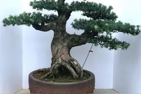 树桩盆景新桩埋土高低、出芽部位的判断图片