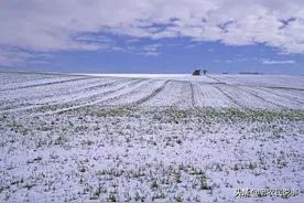 农村俗语：下雪打雷，坟谷成堆，啥意思？年景是好，还是坏？图片
