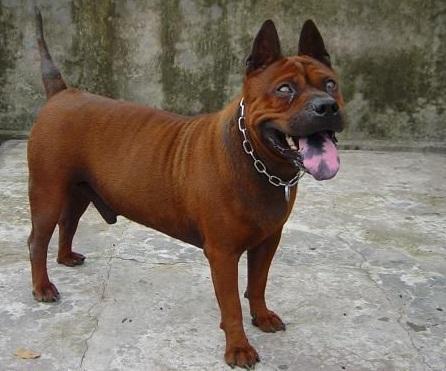 川东猎犬爱好打斗,这一点跟和世界级的斗狗比特犬有点相似,属于中国