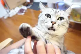 主人教猫咪学招财猫学“招手”，喵瞬间学会，萌化了！