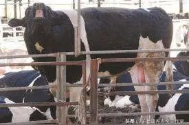母牛发情古怪多 勤观细察不漏配  适时配种保胎率图片