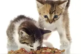 瘦弱猫咪短时间内长胖，先别着急开心，或许因为猫粮谷物含量过高图片