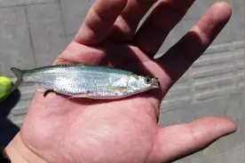 白条鱼好吃不好钓，可能是你技巧没用对，这几招让你秒变白条大师图片
