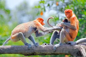 马来西亚国宝“长鼻猴”，长相特别，女游客不好意思合影图片