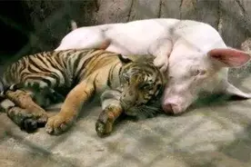 老虎从小吃母猪的奶，长大后对猪妈妈一往情深图片