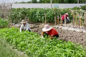 动迁村民想种菜？他们打造了一个“微型农庄”图片