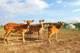 梅花鹿出没！不仅可以拍照，还可以认养哦图片