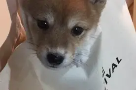 冒雨出门捡回一只流浪狗，邻居告诉我说是柴犬图片