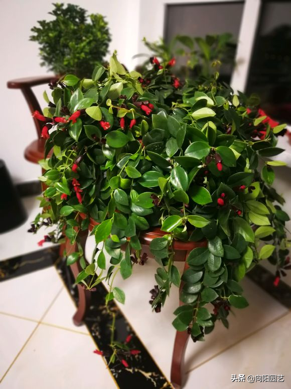 美国口红吊兰图片-思念百科