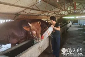 记录我们的小康生活 | 陈仓区：昔日贫困户 养牛过上“牛”日子图片