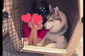 女儿挤进哈士奇的窝，二哈一脸无奈向主人求救：能不能管管你孩子图片