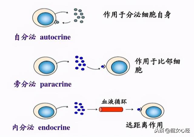 鐨偆鍚告敹鎶よ偆鍝佽惀鍏伙紝涓嶅彧鏄粏鑳炲惛鏀舵墠鏈夌敤