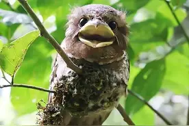 云南普洱发现罕见黑顶蟆口鸱，天生头顶炸毛，长相潦草的伪装大师图片