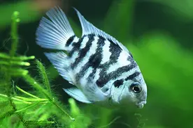 号称养不死的迷你鹦鹉鱼的饲养要诀，献给那些准备入手的新手图片