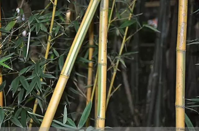 竹子有26种，详解，配图