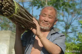 七旬农村大叔不服老，将2亩土地种出20亩价值，珍稀作物吸引人图片