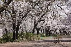 忍耐已达极限！疫情下日本樱花季依旧冷清 经济持续遭受打击图片
