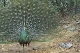 比大熊猫还珍稀的绿孔雀 现存数量不足600只！记者独家探访图片