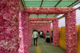 香港湾仔海滨长廊装饰一新 粉红通道增添节日气氛图片