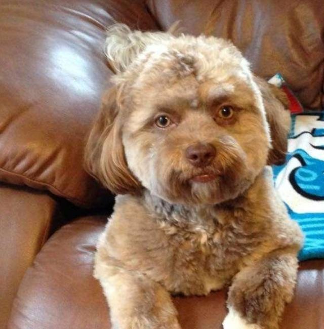 这些长着人脸的动物,怎么看起来如此诡异