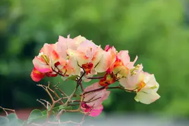三角梅叶腋长刺，如何控水能开花？还需要哪些管理措施？图片