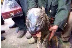 古代有"牛生麒麟猪生象"之说，到底是怎么一回事？图片