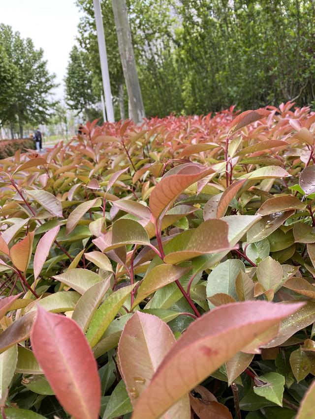 公园花花草草提现春意盎然生涯无处不出色