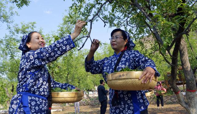 山西临县阳府井枣芽红茶简介