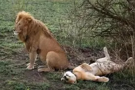 这种动物发情期不交配就会死，要么不发情要么不交配图片