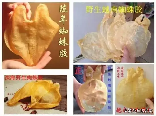 越南蜘蛛胶是什么鱼胶 越南蜘蛛胶是哪种鱼