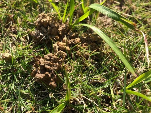 养分含量超高的营养土，自己在家也能做，省下一大笔 买花钱